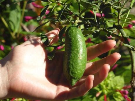 Le Citron-Caviar : Un agrume rare et très tendance ! microcitrus alsagarden (1)
