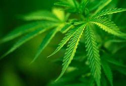 Pour 3 Américains sur 4, la légalisation du cannabis est inévitable Pour 3 Américains sur 4, la légalisation du cannabis est inévitable