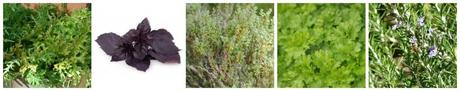 roquette-basilic-poupre-aromatique diapo aromatique