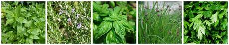 diaporama-herbe-aromatique herbe-aromatique