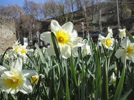 le petit pays au printemps le petit pays au printemps