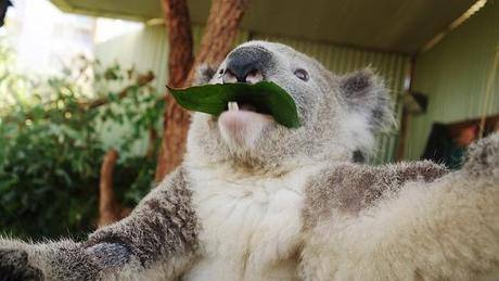 En Australie, les koalas font des selfies