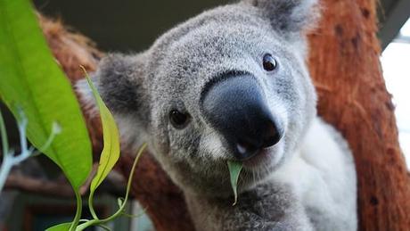 En Australie, les koalas font des selfies