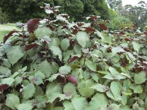 Le Shiso ou Périlla Perillajan1