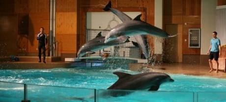 Beaucoup de Delphinariums punissent cruellement les dauphins ?.. La_captivite_des_dauphins_reduit_drastiquement_leur_esperan.jpg
