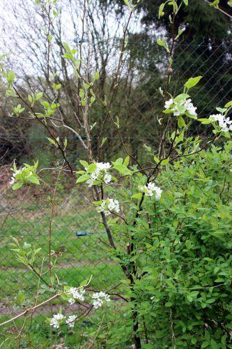Poiriers et nashis, floraison nashi shinko romi 4 avril 2014 014.jpg