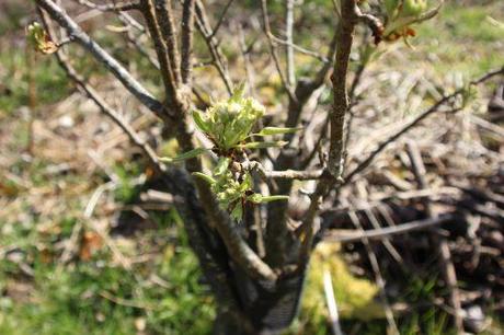 Poiriers et nashis, floraison 7 pommier doyenné romi 29 mars 2014 035 (1).jpg
