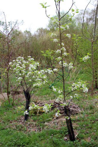 Poiriers et nashis, floraison poiriers romi 4 avril 2014 036.jpg