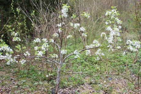 Poiriers et nashis, floraison 8 nashi hosui romi 4 avril 2014 015 (1).jpg