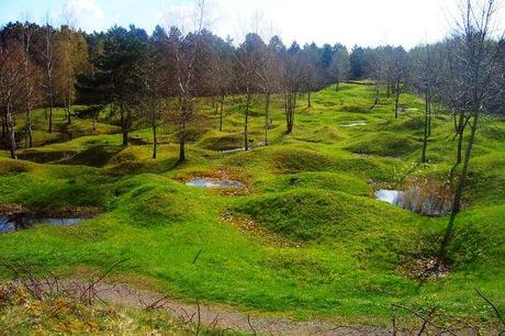 Les gueules cassées de la forêt lorraine forêt domaniale Verdun