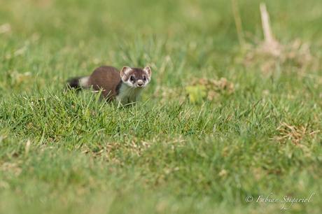 Guidée par la curiosité, l’hermine s’approche à quelques tous petits mètres du photographe…