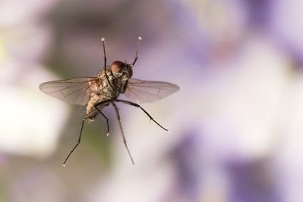 Mouche, Linden Gledhill Mouche, Linden Gledhill