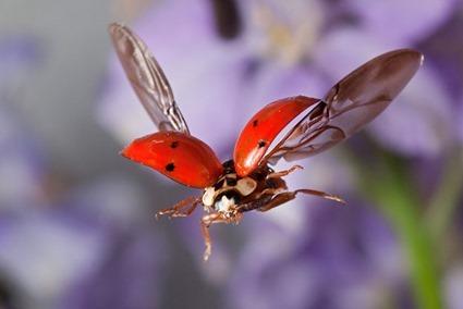 Coccinelle, Linden Gledhill (3) Coccinelle, Linden Gledhill (3)