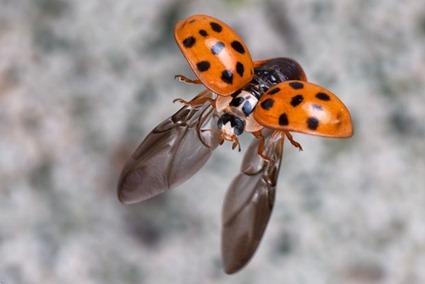 Coccinelle, Linden Gledhill (2) Coccinelle, Linden Gledhill (2)