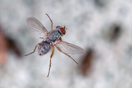 Mouche, Linden Gledhill (4) Mouche, Linden Gledhill (4)