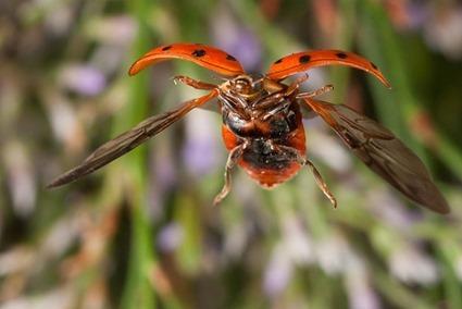 Coccinelle, Linden Gledhill Coccinelle, Linden Gledhill