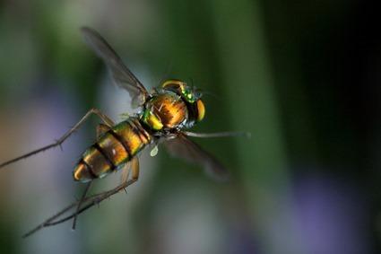 Mouche, Linden Gledhill (2) Mouche, Linden Gledhill (2)