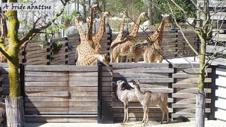 Visite du Parc zoologique de Paris une semaine avant la réouverture