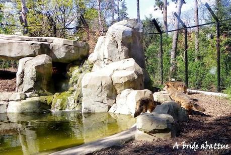 Visite du Parc zoologique de Paris une semaine avant la réouverture
