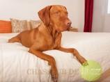 Le chien qui voulait voler chute chien2