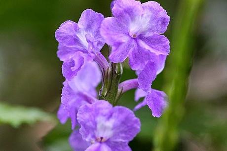 Photos macro de jardin