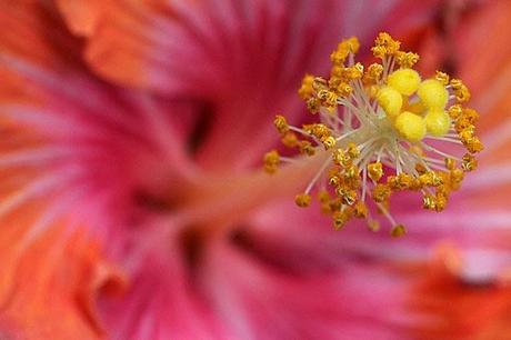 Photos macro de jardin