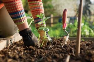 calendrier-jardinage-planter Le jardinage s’invite au printemps !