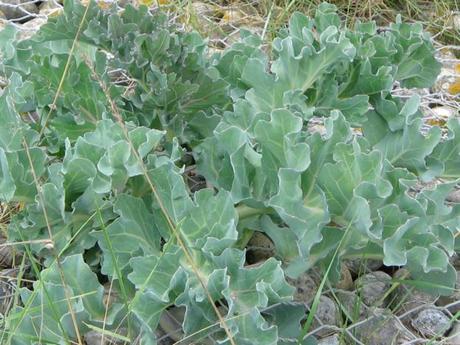 Le Chou marin, un légume ancien et rare au goût délicat ! Crambe_maritima