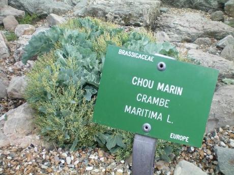 Le Chou marin, un légume ancien et rare au goût délicat ! chou marin