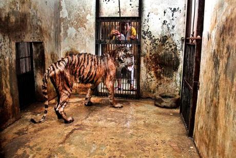 Surabaya : le zoo de la mort (Asie)