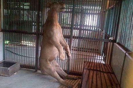 Surabaya : le zoo de la mort (Asie)