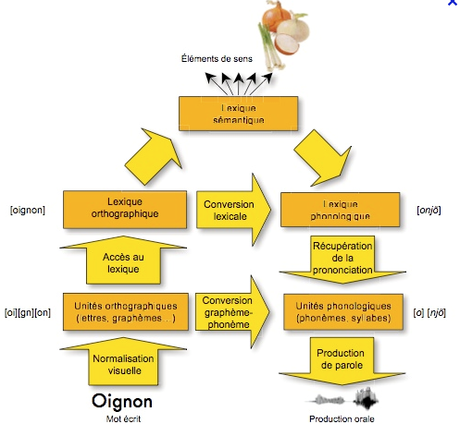TOUT NE SERAIT IL QUE PHYSICO-CHIMIE CHEZ LE VIVANT?( additif 2) Capture.PNG oignon.PNG