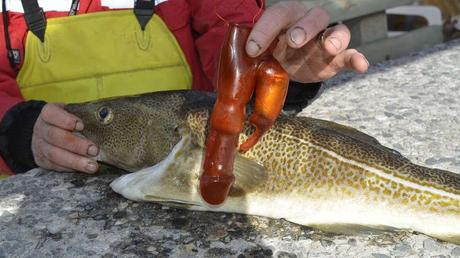 Un pêcheur retrouve un sextoy dans l'estomac d'une morue