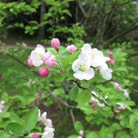Rose ou blanc, les jardins de printemps se la jouent pastel