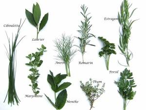 herbes-aromatiques