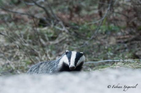Blaireau du soir… Blaireau du soir…
