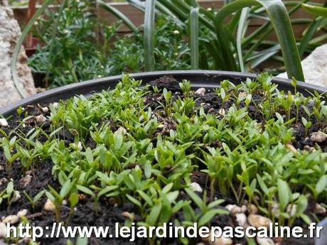 Commérages sur le jardin Commérages sur le jardin