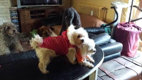 Fanfan notre gentille FA a offert un manteau et un sweet a notre petit vieux 20140412_103610.jpg