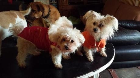 Fanfan notre gentille FA a offert un manteau et un sweet a notre petit vieux 20140412_103650.jpg