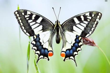 david greyo papillon 585x388 [Podcast] Interview de David Greyo   Photographe animalier