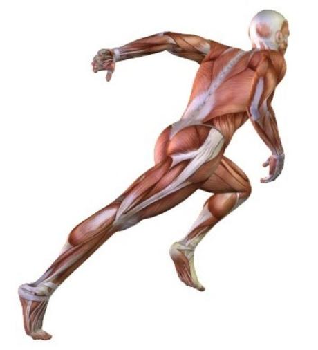 Pourquoi avons-nous un cerveau ? Pourquoi avons-nous un cerveau ?