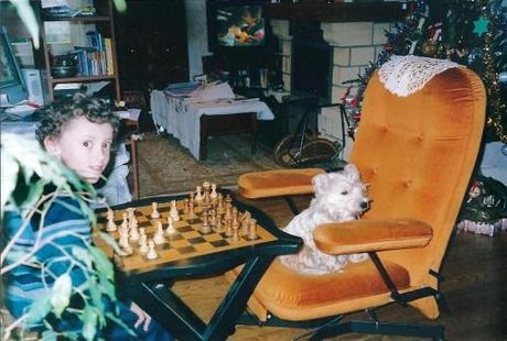 westie, chien, chienne, eva, toutoune, échecs, chess, jeu, jouer
