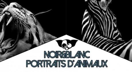 Noir et blanc : Des portraits d’animaux saisissants !
