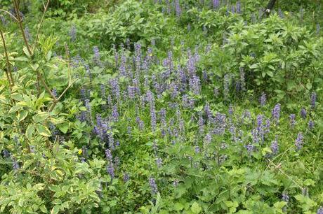 3 ajuga romi 24 avril 2011 032.jpg