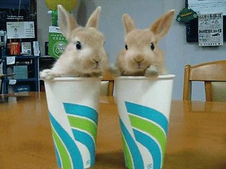 Spécial Pâques: les lapins les plus mignons du moooooonde!