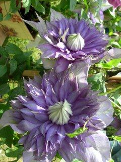 Journées des Plantes de Courson : plantes rares, évènements et fleurs à profusion