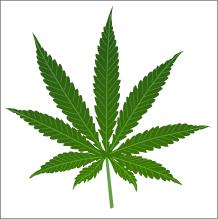 http://web4health.info/images/cannabis_leaf.gif