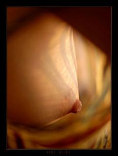 Poitrines et seins: galerie photo ronde et grâcieuse! Sein avec lumière filtrée par un chemisier