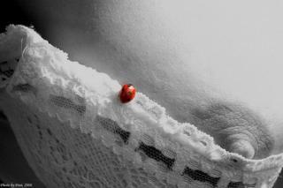 Poitrines et seins: galerie photo ronde et grâcieuse! Coccinelle sur un soutien gorge ouvert
