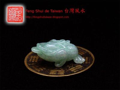 Grenouille de Fortune: caractéristiques et placements